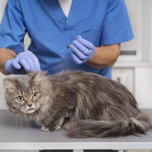 Diplomado en Operativa Quirúrgica y Anestésica en Pequeños Animales