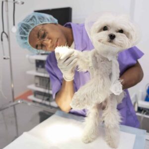 Maestría en Dermatología y Alergología Veterinaria