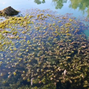 Curso-de-Monitoreo-y-Muestreo-de-Microplasticos-en-Ecosistemas-Acuaticos-1