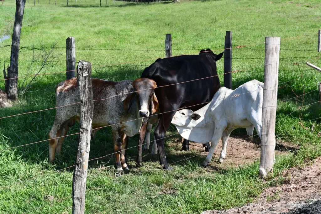Curso en Medicina Veterinaria para Animales de Producción (Bovinos y Porcinos) 1