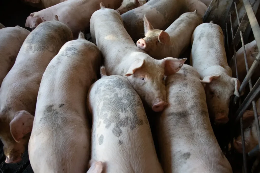 Curso en Medicina Veterinaria para Animales de Producción (Bovinos y Porcinos) 2