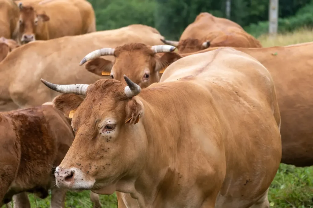Curso en Medicina Veterinaria para Animales de Producción (Bovinos y Porcinos) 3