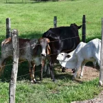 Curso en Medicina Veterinaria para Animales de Producción (Bovinos y Porcinos) 1
