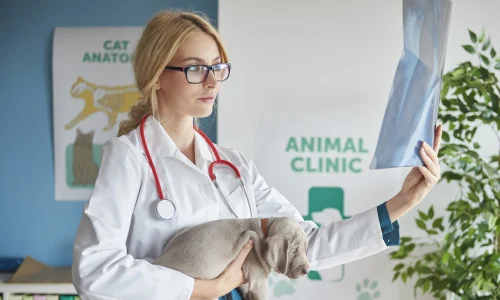 Diplomado-en-Farmacologia-Veterinaria-3-scaled-1.webp