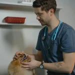 Nutrición Clínica y Gestión de Peso en Pequeños Animales 1